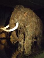 Lovci mamut